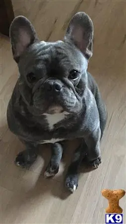 French Bulldog stud dog